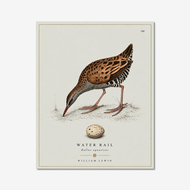 Illustration William Lewin 1789 Waterbirds Fine Art Gallery Board Print - The Water Rail For Sale - Image 3 of 14
