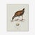 Illustration William Lewin 1789 Waterbirds Fine Art Gallery Board Print - The Water Rail For Sale - Image 3 of 14