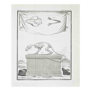 Jacques de Seve, Anatomy and Skeletons, Etching, 1771 For Sale