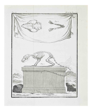 Jacques de Seve, Anatomy and Skeletons, Etching, 1771
