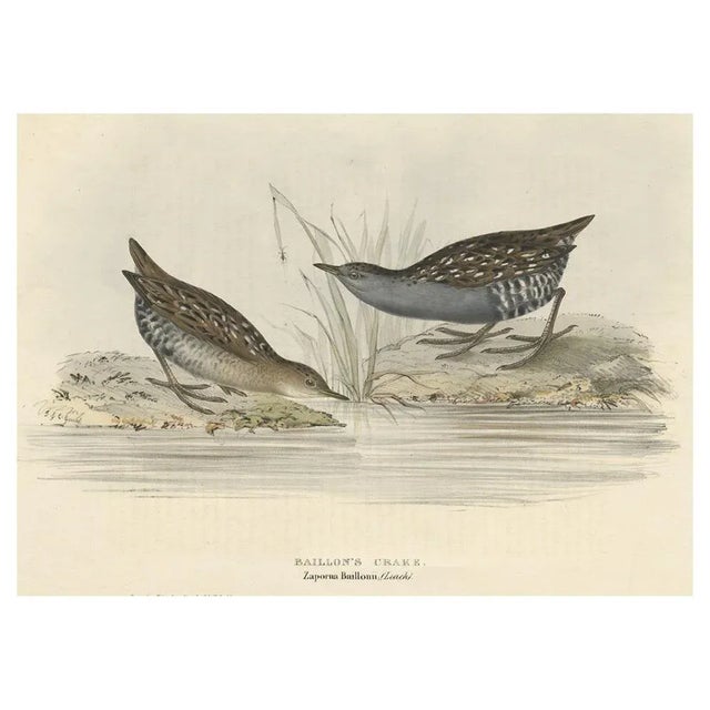 Antique bird print titled 'Baillon's Crake'. Old bird print depicting the Baillon's Crake. This print originates from...
