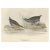 Antique bird print titled 'Baillon's Crake'. Old bird print depicting the Baillon's Crake. This print originates from...