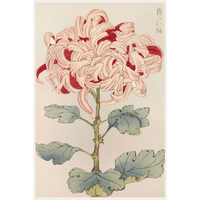 Asian Spider Mum by Hasegawa, Vintage Japanese Botanical Art Print, 8" X 12" For Sale