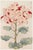 Asian Spider Mum by Hasegawa, Vintage Japanese Botanical Art Print, 8" X 12" For Sale