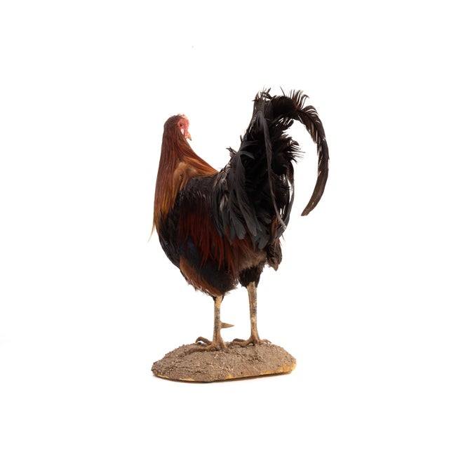 Life-Size Gamecock Taxidermy Mount Brilliant Red Orange Plumage Sand Mount Rooster For Sale - Image 4 of 17