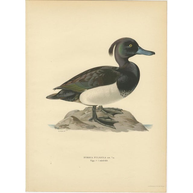 Scandinavian Duck Prints, 1929, Set of 6 For Sale - Image 4 of 9