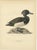 Scandinavian Duck Prints, 1929, Set of 6 For Sale - Image 4 of 9