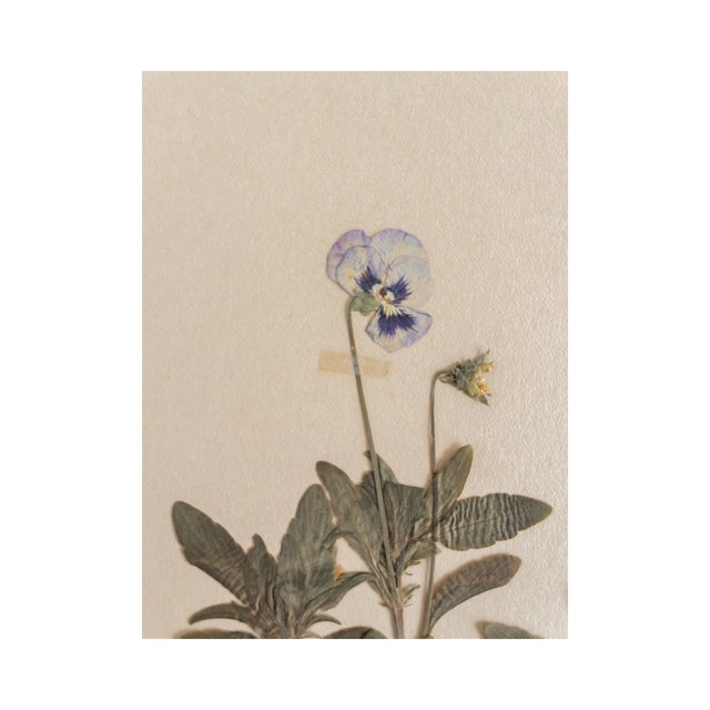 Antique Swedish HeRbarium - Viola, Circa 1924 For Sale - Image 4 of 5