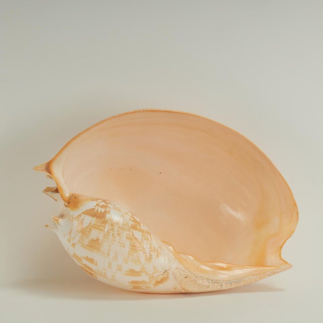 Shell Large Melo Amphora Sea Shell For Sale - Image 7 of 10