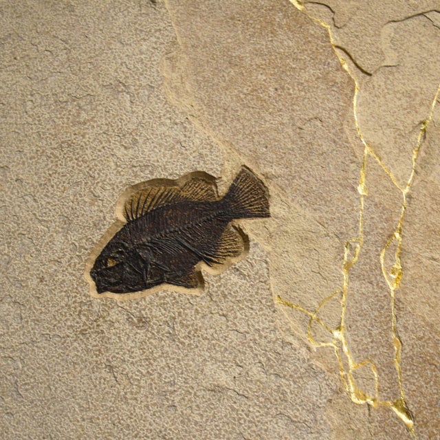 Fossil Fish & Kinstugi Mural For Sale - Image 4 of 4