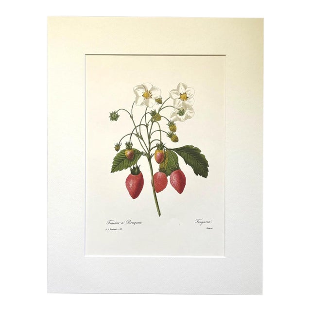 Vintage Pierre-Josephe Redouté Print in 14x18 Mat- Bouquets Fragaria, Strawberry For Sale