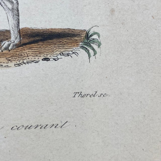 Tan French Antique 18th Century "Le Chien Couchant" Dog Engraving Hand Colored Signed Artwork For Sale - Image 8 of 9