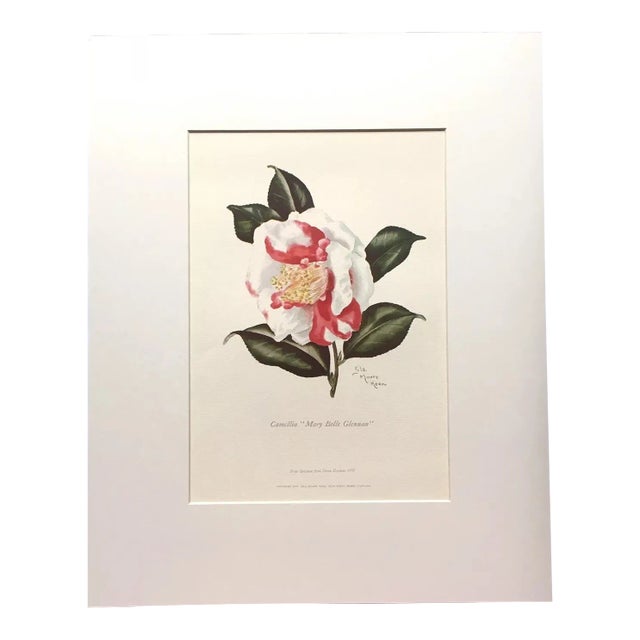 Vintage Lila Moore Keen Flower Print in 14x18 Mat: "Camellia Mary Belle Glennan" For Sale