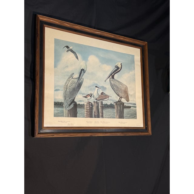 Blue Late 20th Century Large Framed Ray Harm Coastal Shorebird Wildlife Print For Sale - Image 8 of 10
