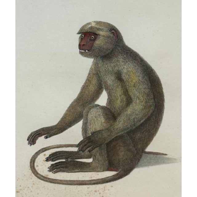 19th Century Set of 4 Hand-Colored French Primate Engravings by Jean-Baptiste Audebert For Sale - Image 5 of 18