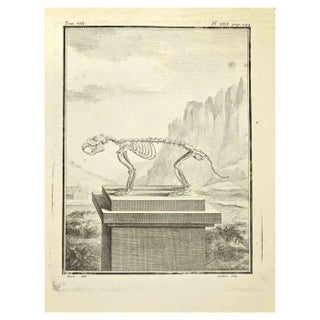 Jardinier, Skeleton, Etching, 1771 For Sale