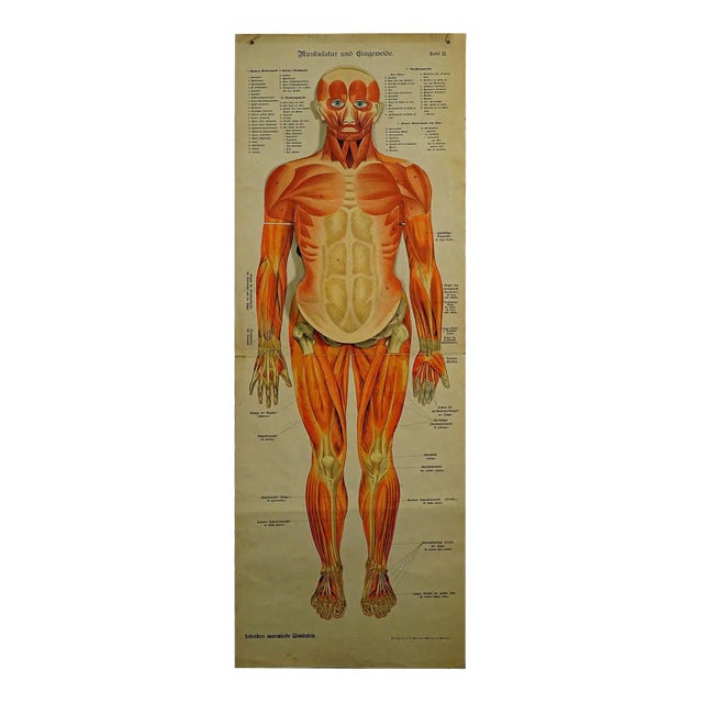 Human Musculature Foldable Anatomical Wall Chart For Sale