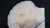 1900s Antique French Limoges René Frugier "Aluminite" Shell Dishes - Set of 6 For Sale In Tampa - Image 6 of 7