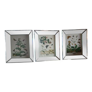 1700's Butterfly Natural History Engravings Reproductions in Contemporary Mirror Frames For Sale