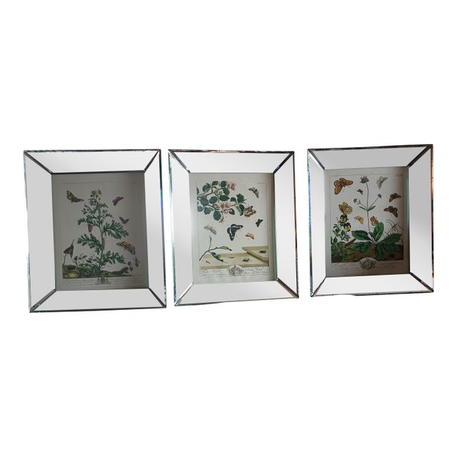 1700's Butterfly Natural History Engravings Reproductions in Contemporary Mirror Frames For Sale