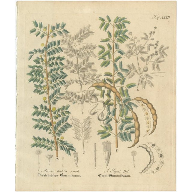 Antique Gum Arabic Botanical Print, Acacia Tortilis & Acacia Seyal, c.1831 This detailed botanical engraving illustrates...