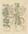 Antique Gum Arabic Botanical Print, Acacia Tortilis & Acacia Seyal, c.1831 This detailed botanical engraving illustrates...