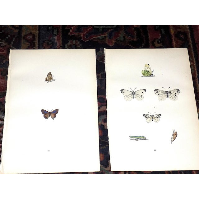 Realism Authentic Antique 19th Century Hand Colored Butterfly Lithographs - Set of 11 For Sale - Image 3 of 9