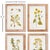 Chinese Golden Wildflower Study, Set Of 4 For Sale - Image 3 of 4
