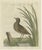 Late 18th Century Antique Bird Print of the Male Water Rail Sepp & Nozeman, 1797 For Sale - Image 5 of 5