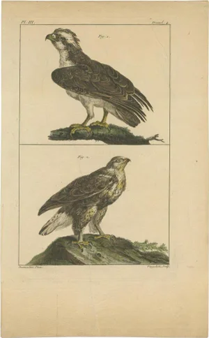 Vangelisti, Birds of Prey, 1820, Print