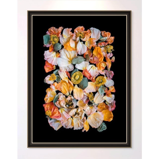 Paper Tray of Color Poppies Black Background For Sale - Image 7 of 7