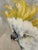 1950s Cockatoos, 1950s, Oil Paintings on Panel, Set of 2 For Sale - Image 5 of 9