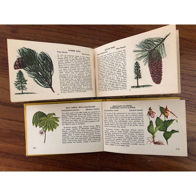 Vintage Tree and Wild Flower Nature Guide Book Set of 2 For Sale - Image 13 of 16