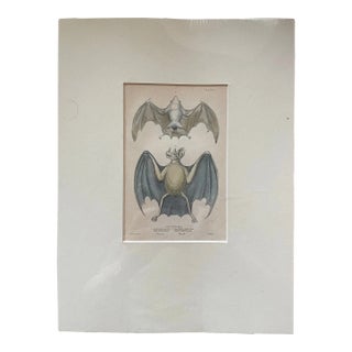 Antique English Bat Engraving For Sale