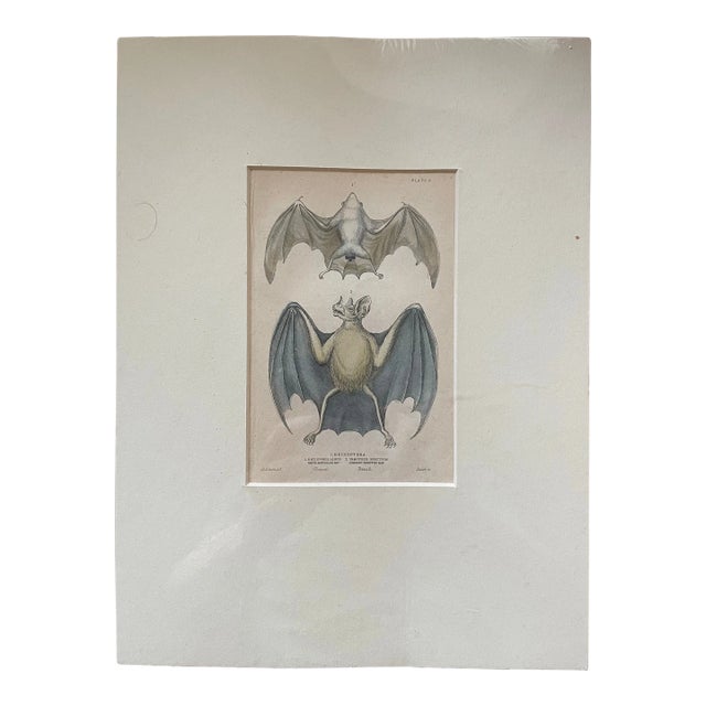 Antique English Bat Engraving For Sale
