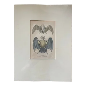 Antique English Bat Engraving