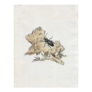 English Antique Beetle Handcolored Engraving For Sale
