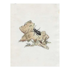 English Antique Beetle Handcolored Engraving
