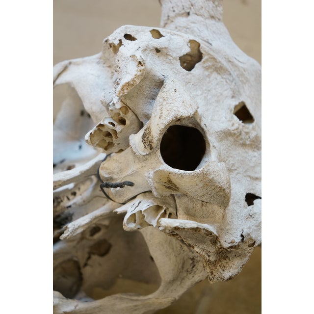 Western Southwestern Longhorn Cow Bull Steer Skull Horns Taxidermy 26" For Sale - Image 13 of 16