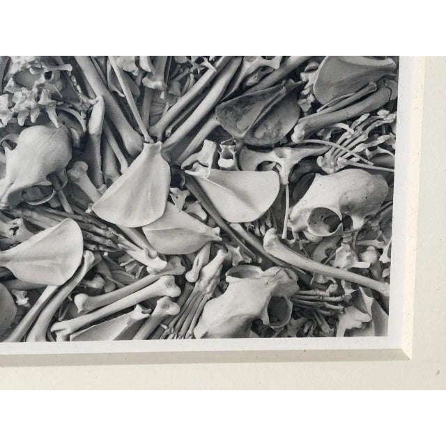 Realism Dianne Kornberg "Twelve Cats" Photograph, 1993 For Sale - Image 3 of 10