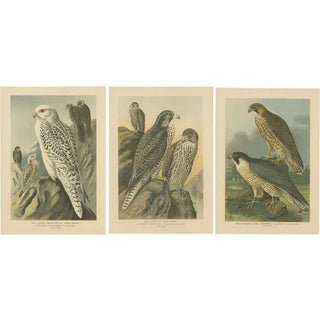 J. F. Naumann, Falcons, 1901, Chromolithographs, Set of 3 For Sale