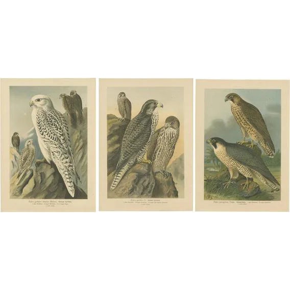 J. F. Naumann, Falcons, 1901, Chromolithographs, Set of 3 For Sale