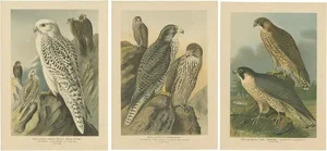 J. F. Naumann, Falcons, 1901, Chromolithographs, Set of 3