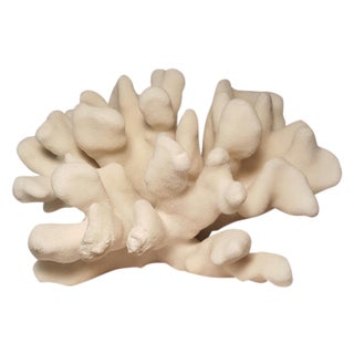 Elkhorn Coral For Sale