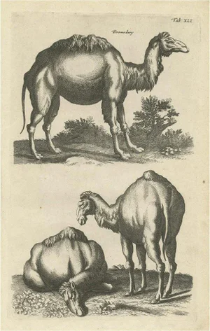 Dromedary, 1657, Paper