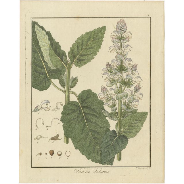 Three original botanical engravings in old handcoloring on hand-laid paper with watermark. 1. Salvia sclarea (Common Name:...