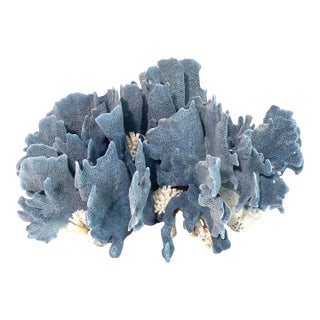 Natural Blue Coral Specimen For Sale