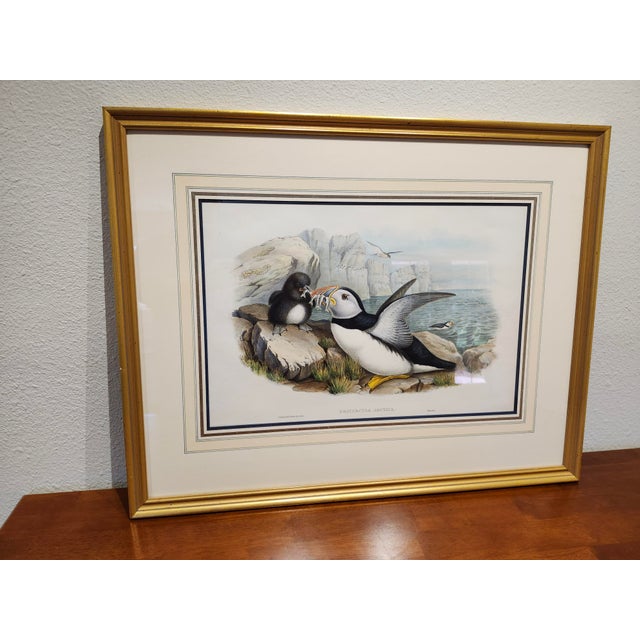 Late 19th Century John Gould the Birds of Britian - Three Framed Puffin Hand Colored Lithographs For Sale - Image 4 of 7