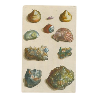 Georg Wolfgang Knorr – Assorted Seashells – 18th-Century Engraving with Modern Hand Coloring – Plate LVIII For Sale