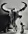 This photograph "Bull's Skull" c.1980 is an original gelatin silver print by famous German photographer and artist Michael...